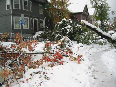 trees block the street from a surprise October storm in Buffalo, NY