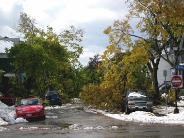 broken trees block the street