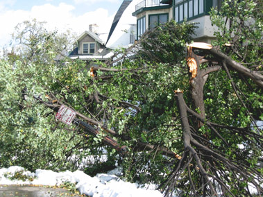 snow-weighted trees break and take out street lamp