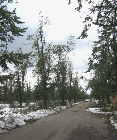 one of Buffalo's parkways, now lined with broken tree crowns and scattered branches